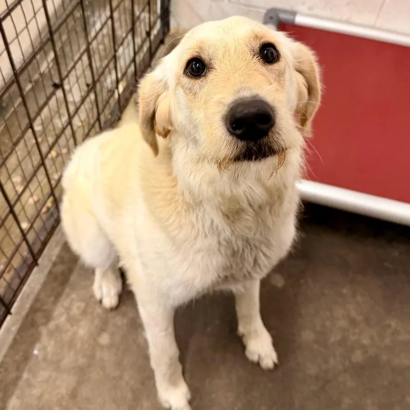 An adult medium-sized female Golden Retriever dog named Ct Katrina for adoption in Eastford, CT