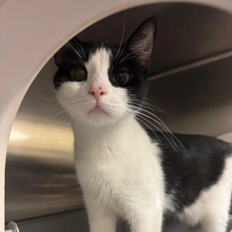 An adult medium-sized female Black Domestic Short Hair cat named Karen for adoption in York, PA