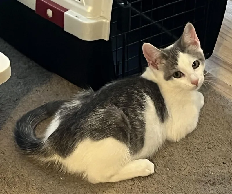 A baby small-sized male Black & White / Tuxedo Domestic Short Hair cat named Ghost for adoption in Indianapolis, IN