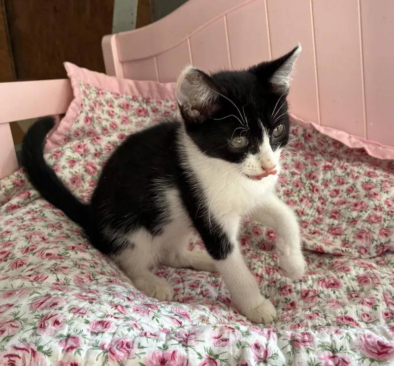 A baby medium-sized male Black Domestic Short Hair cat named Capri for adoption in Dawson, GA