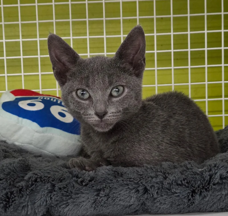 A baby medium-sized female Gray / Blue / Silver Domestic Short Hair cat named Do Si Do for adoption in Wantagh, NY