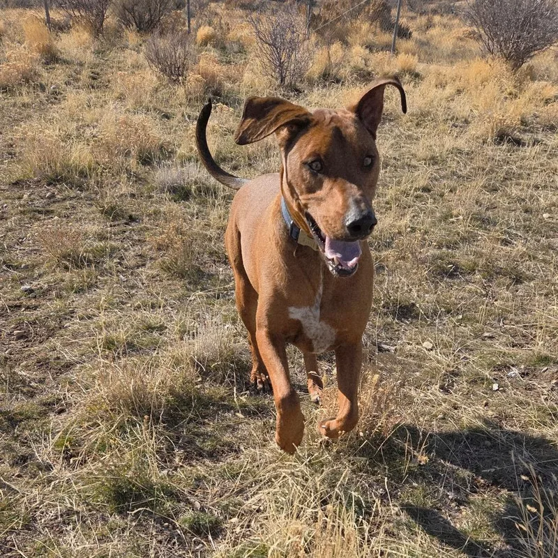 Beefcake "beefy" Mcgee