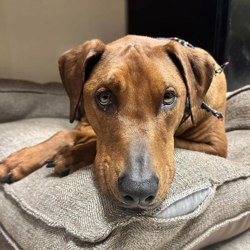 Beefcake "beefy" Mcgee thumbnail 2