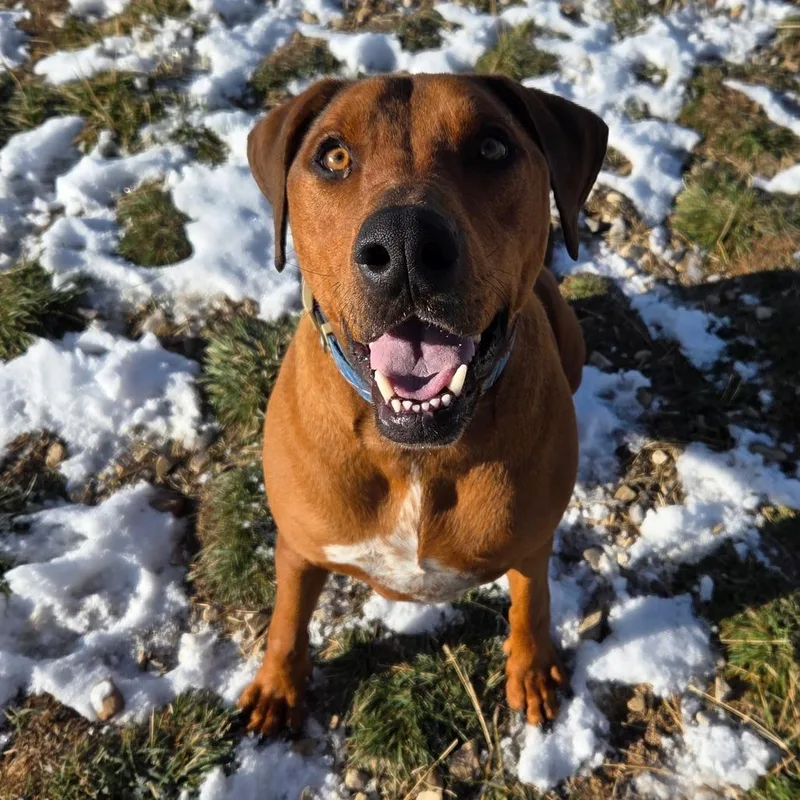 Beefcake "beefy" Mcgee thumbnail 5