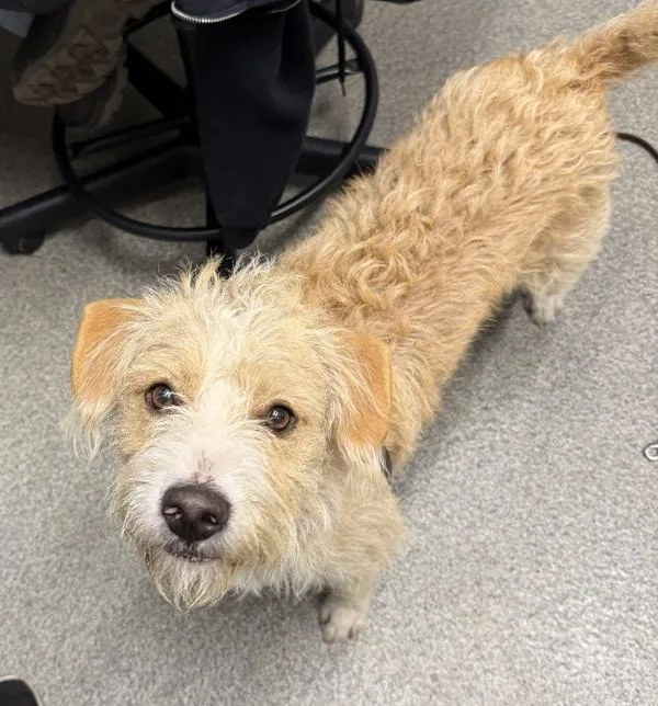 A young medium-sized male Terrier dog named Rocky for adoption in Escondido, CA