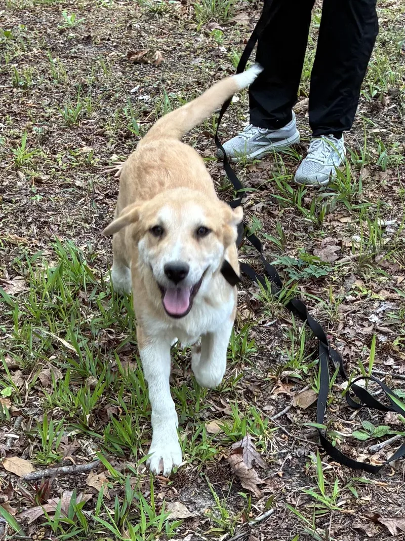 A young large-sized male Apricot / Beige Labrador Retriever dog named Bow Wow for adoption in Alexandria, LA