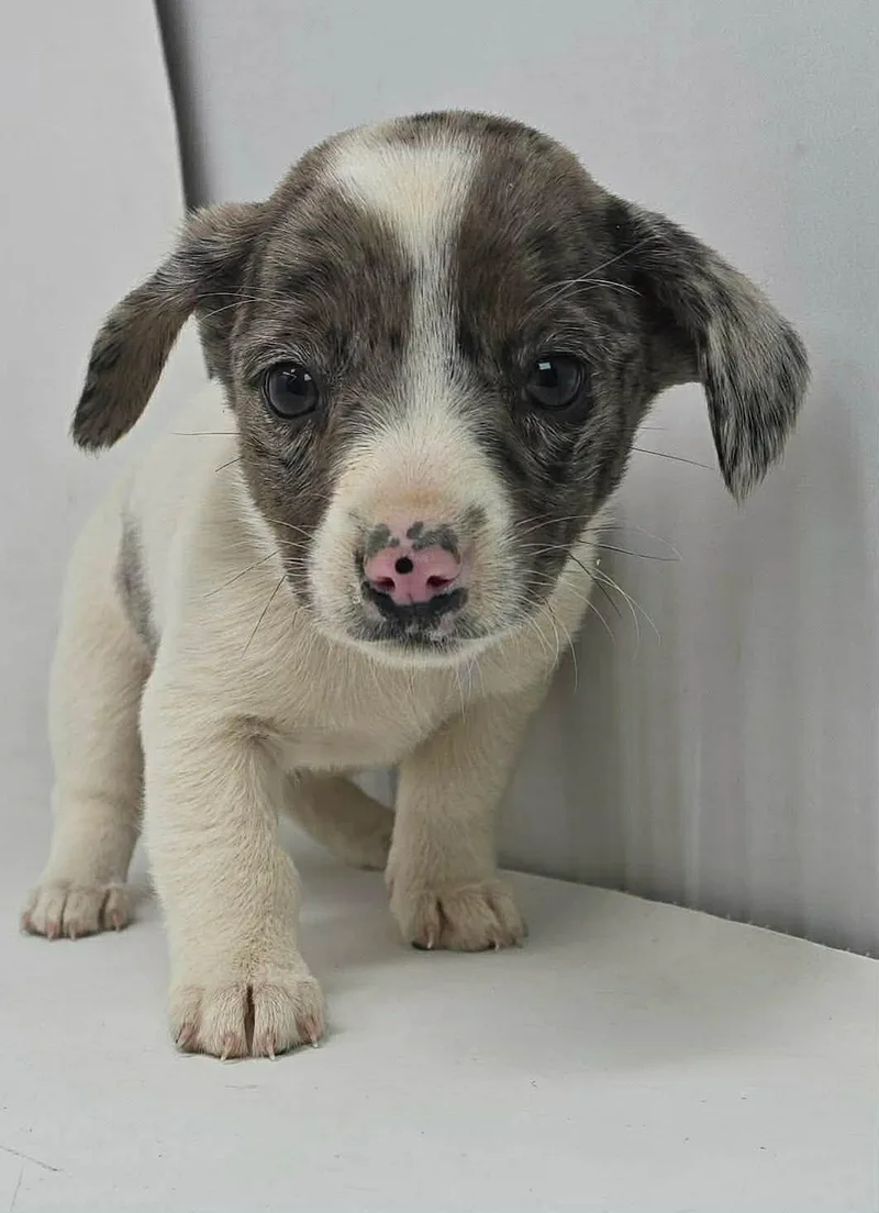 A young medium-sized female Australian Shepherd dog named Crowned Glory for adoption in Pomfret Center, CT