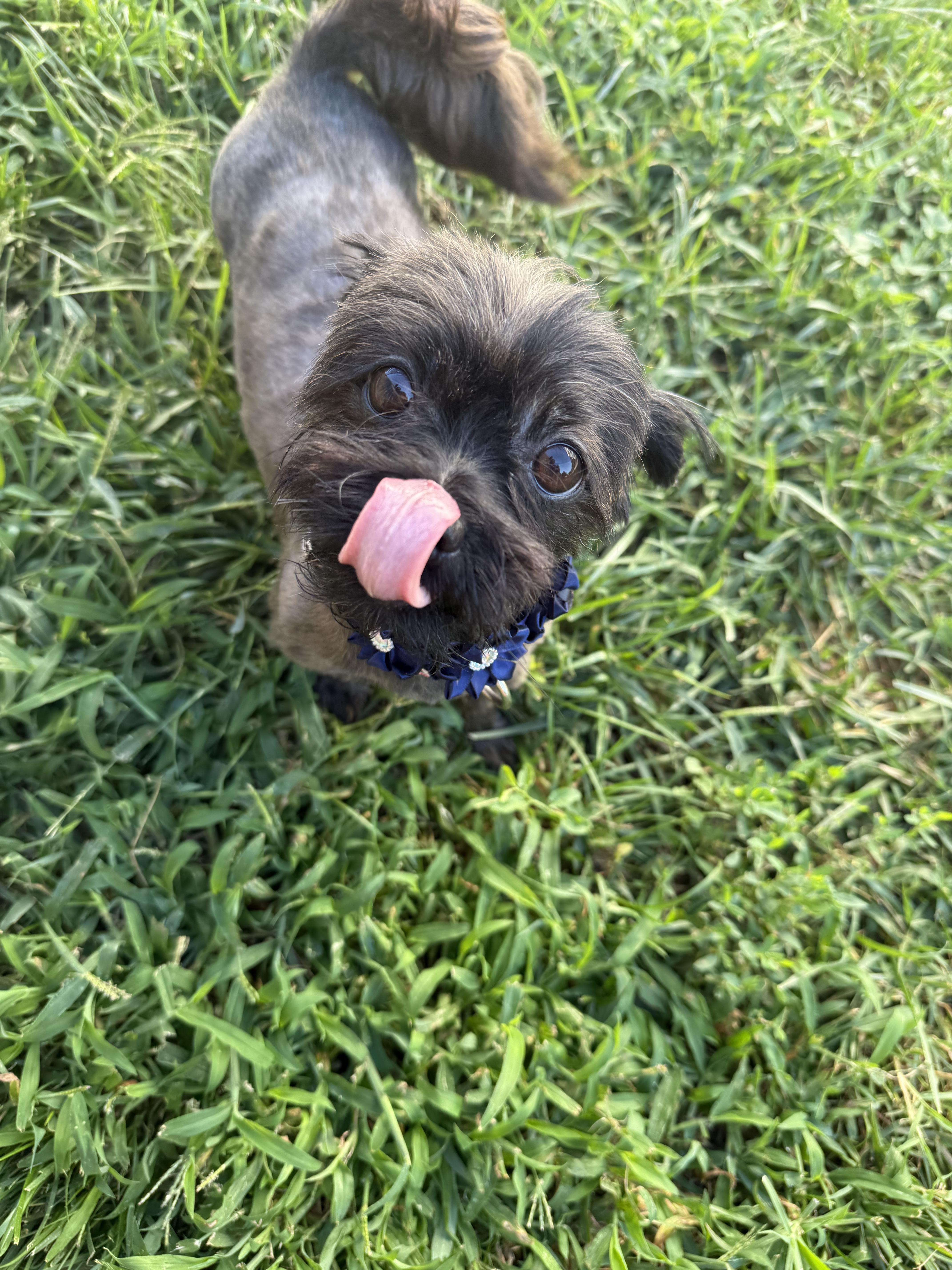 Muffin