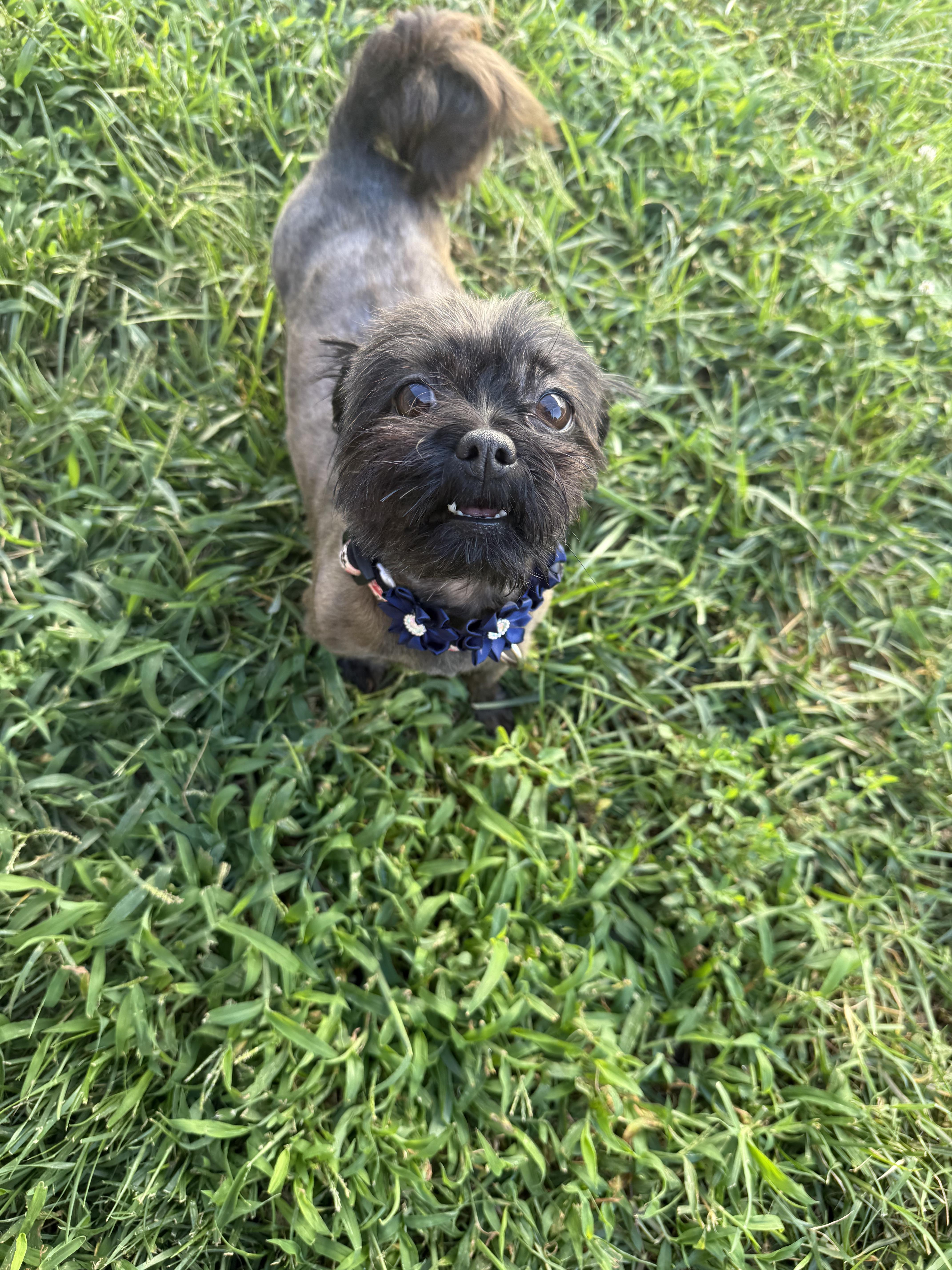 Muffin thumbnail 3