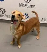 An adult medium-sized male Beagle dog named Curious George for adoption in Lake City, MI