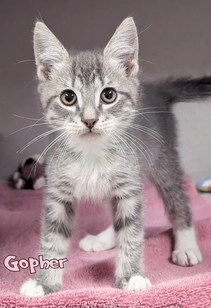 A baby small-sized male Domestic Short Hair cat named Gopher for adoption in Mason, MI
