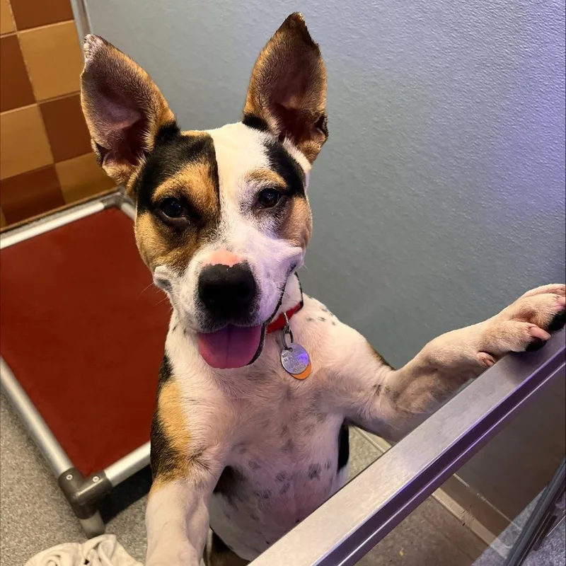 An adult medium-sized female Mixed Breed dog named AK Lovie for adoption in Port Washington, NY
