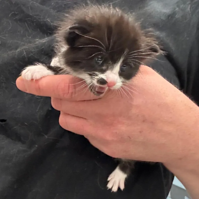 A baby small-sized female White Domestic Short Hair cat named Shakira for adoption in Fairmont, WV