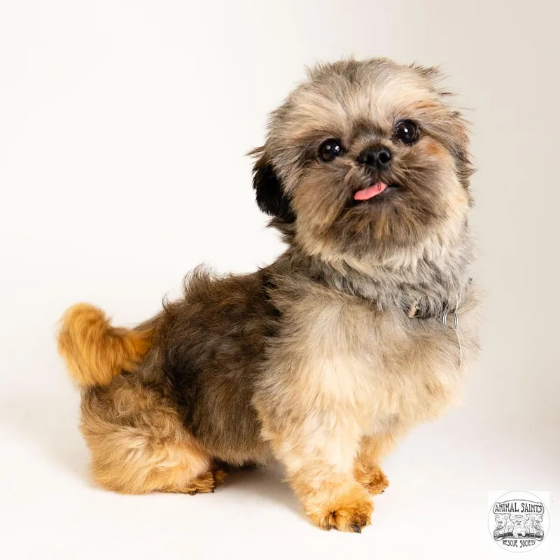 A young small-sized male Brindle Shih Tzu dog named Nino for adoption in Fort Montgomery, NY