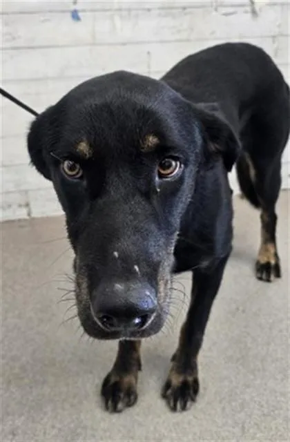 A young large-sized male German Shepherd Dog dog named Ridge for adoption in San Bernardino, CA