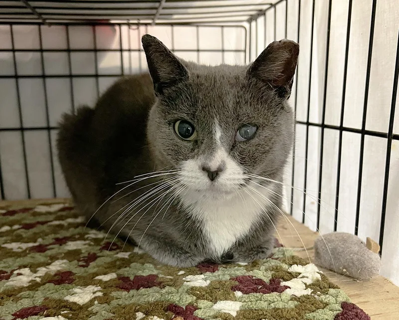 Vanita Vodges thumbnail 2