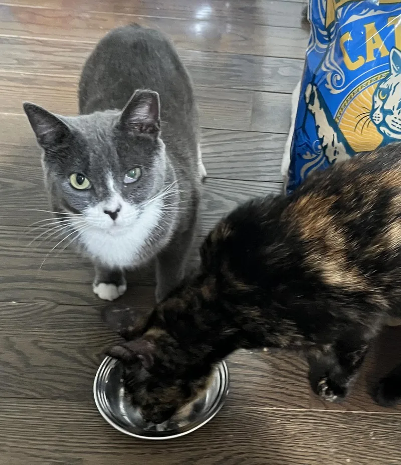 Vanita Vodges thumbnail 3