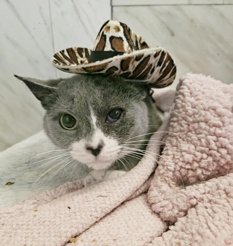 Vanita Vodges thumbnail 4