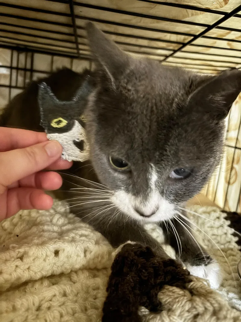 Vanita Vodges thumbnail 5