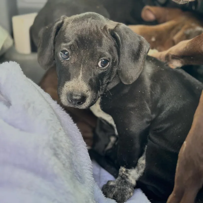 A baby medium-sized female Black Mixed Breed dog named Vanta for adoption in Columbiana, AL