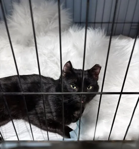 H P Lovecraft thumbnail 2