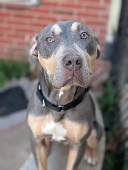 An adult large-sized male Pit Bull Terrier dog named Nico for adoption in Mansfield, TX