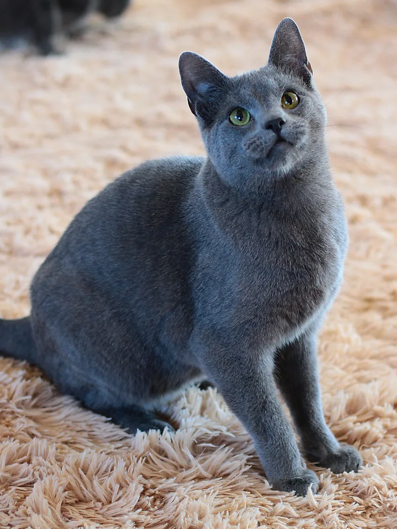 A young small-sized male Gray / Blue / Silver Domestic Short Hair cat named Hawk for adoption in Greensburg, PA