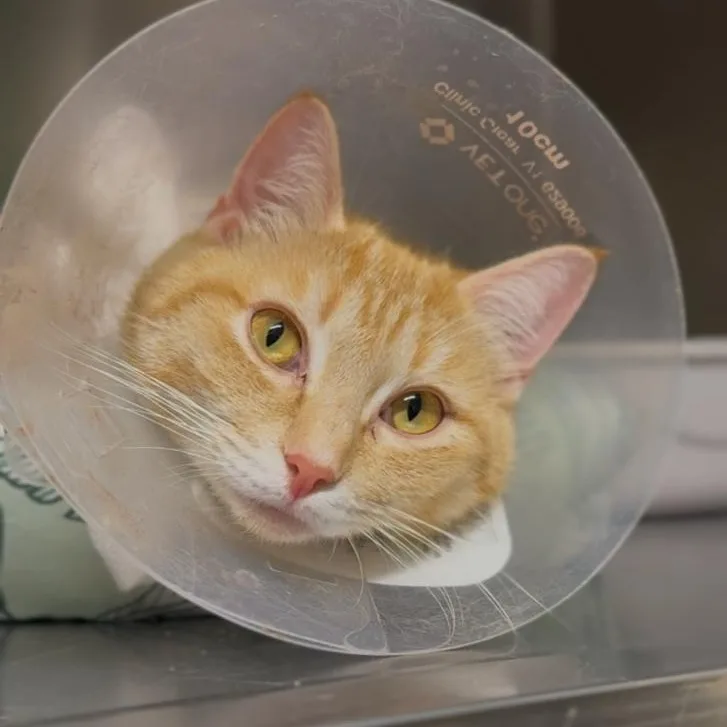 A young small-sized female Orange & White Domestic Short Hair cat named Apricot for adoption in Wayne, NJ