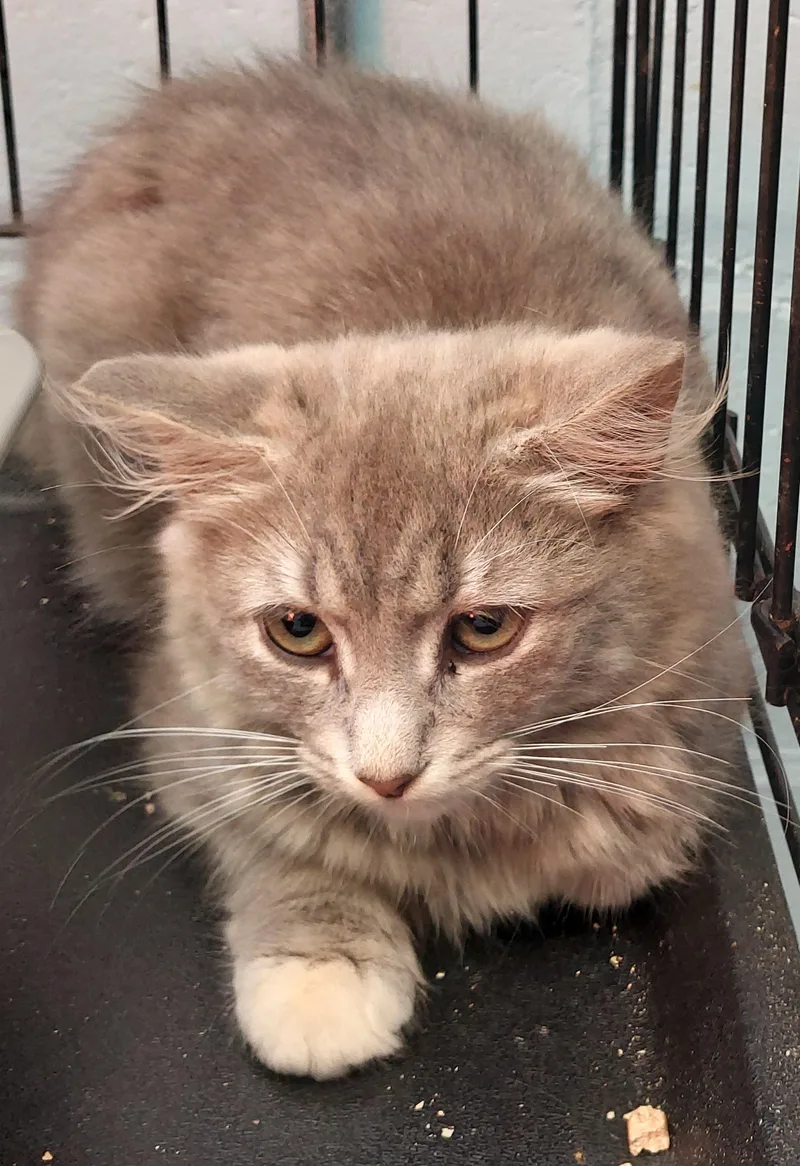 A baby medium-sized female Buff / Tan / Fawn Domestic Medium Hair cat named Minnie for adoption in Rehoboth, MA