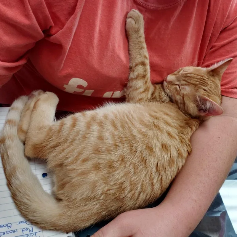 A senior extra large-sized male Domestic Short Hair cat named Franklin for adoption in Cumming, GA
