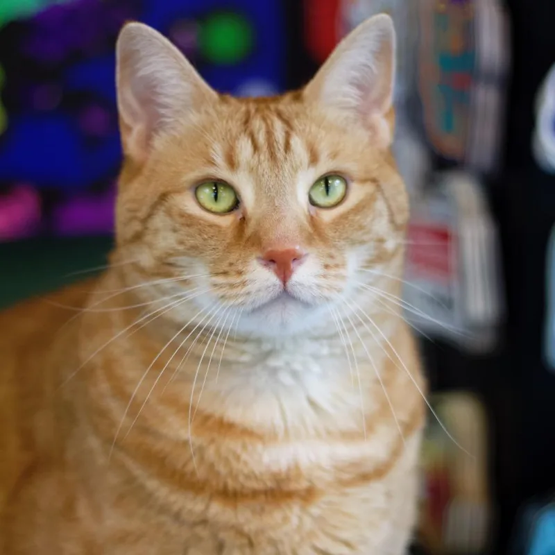 Franklin thumbnail 6