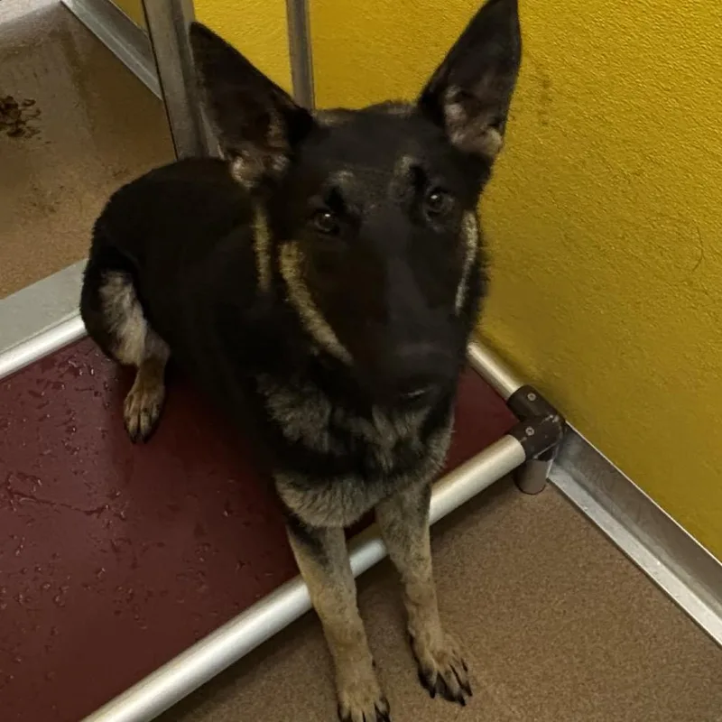 A young medium-sized female Black German Shepherd Dog dog named Praline for adoption in Norman, OK