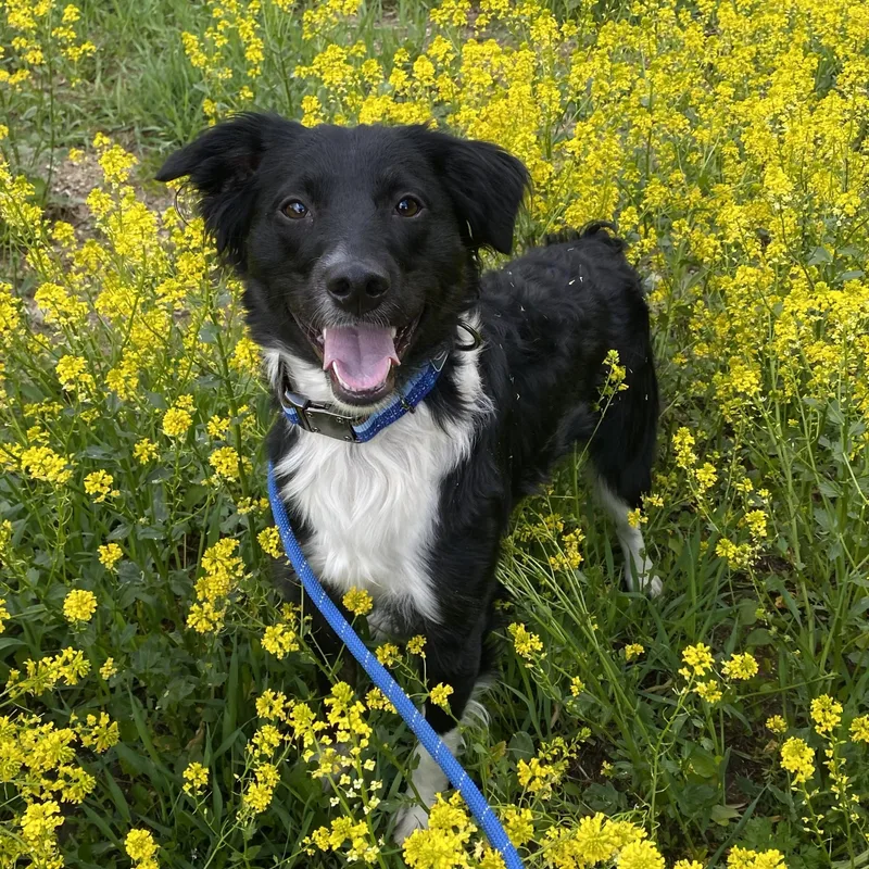 A young medium-sized male Black Australian Shepherd dog named Jasper for adoption in Allegan, MI