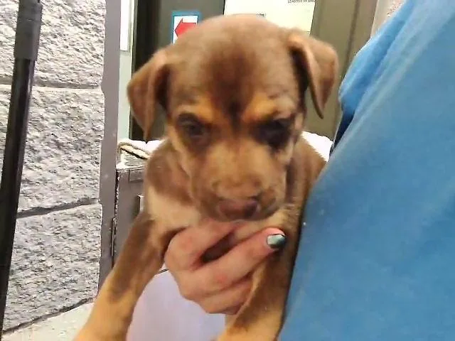 A baby small-sized male German Shepherd Dog dog named Zuma for adoption in Tulsa, OK