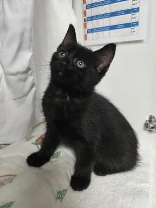A baby small-sized female Domestic Short Hair cat named Fauna for adoption in Savannah, GA