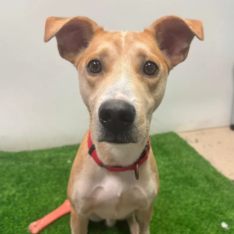 An adult medium-sized male Beagle dog named Gravy for adoption in Columbia, MO