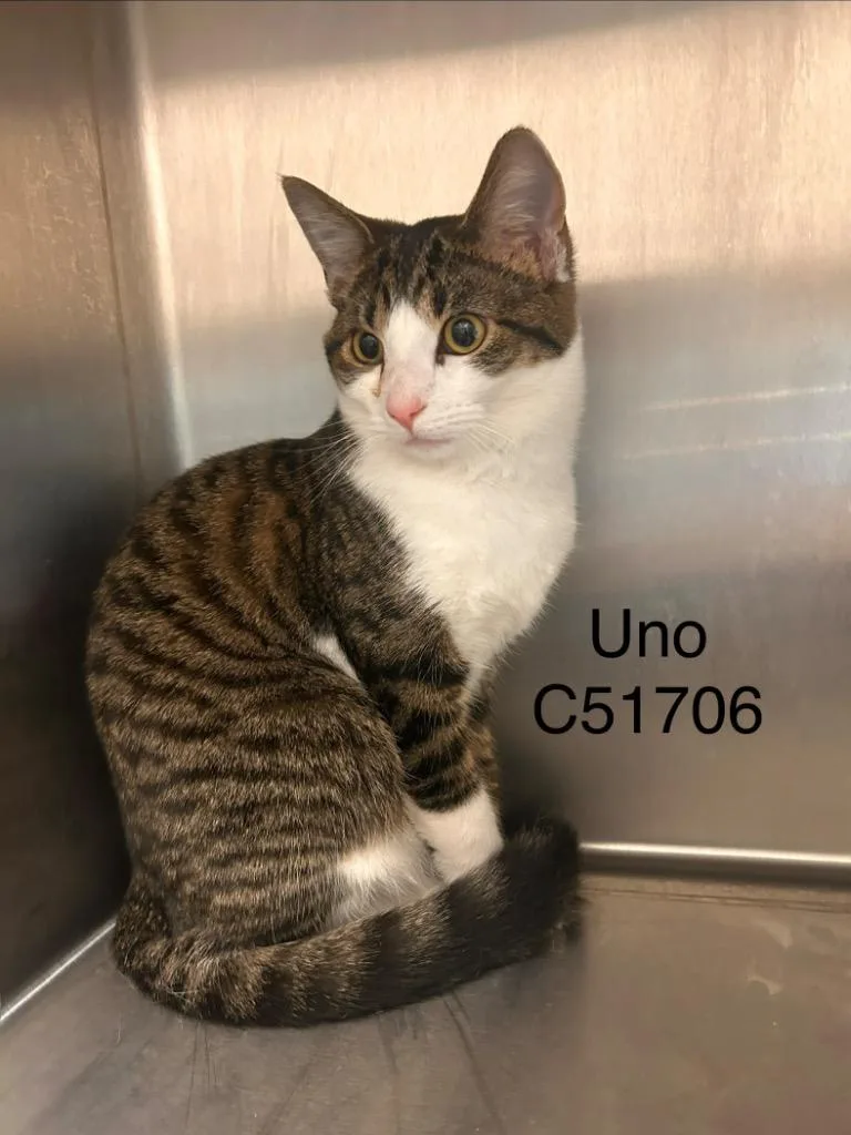 A baby small-sized female Domestic Short Hair cat named Uno for adoption in Clarksville, TN