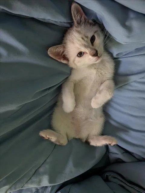 A baby small-sized female Domestic Short Hair cat named Nubbin for adoption in Chapel Hill, NC