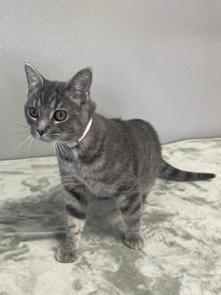 An adult small-sized female Gray / Blue / Silver Domestic Short Hair cat named Buttons for adoption in Osgood, IN