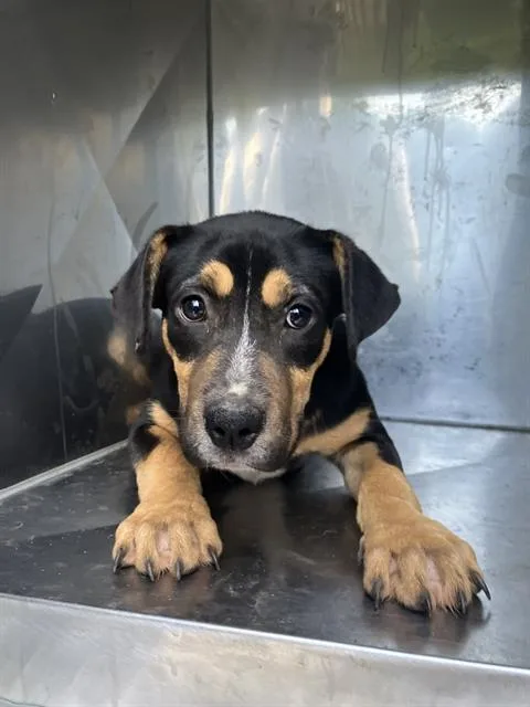 A baby medium-sized female Mixed Breed dog named Daphne for adoption in Dallas, TX