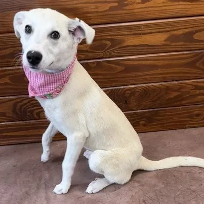 A young medium-sized female Labrador Retriever dog named Amber for adoption in The Colony, TX