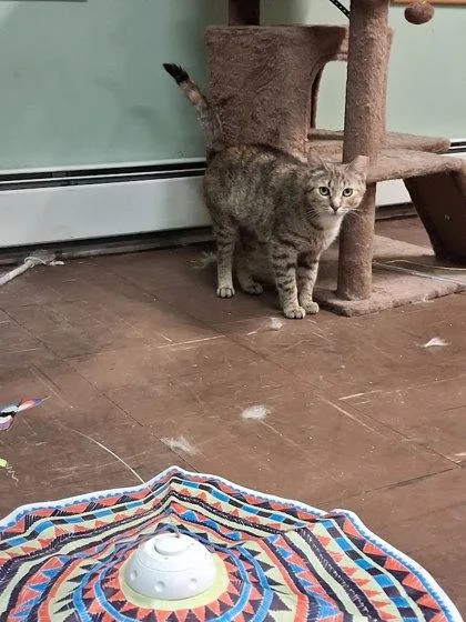 An adult medium-sized female Domestic Short Hair cat named Agatha for adoption in Berwick, PA