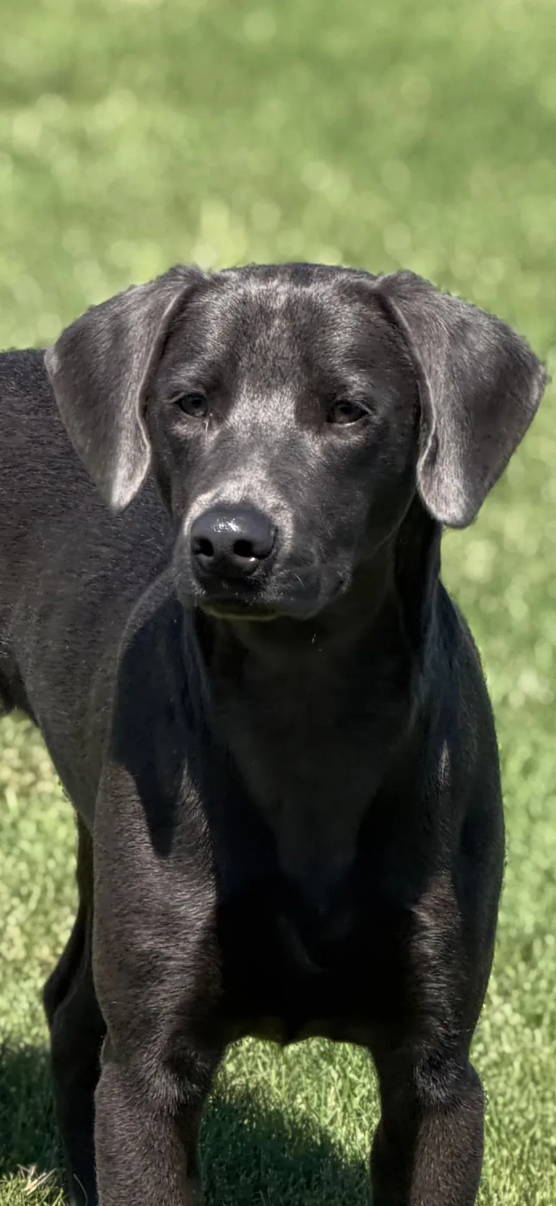 A young medium-sized male Gray / Blue / Silver Weimaraner dog named Mellow for adoption in Wingdale, NY