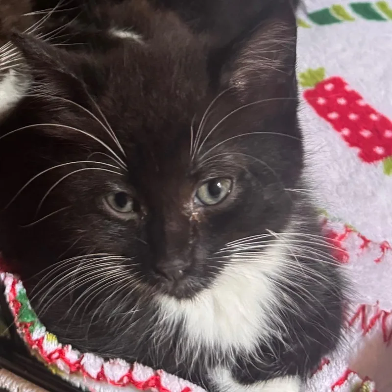 A baby small-sized male Black Domestic Short Hair cat named Gatorade Gabe for adoption in Newark, DE