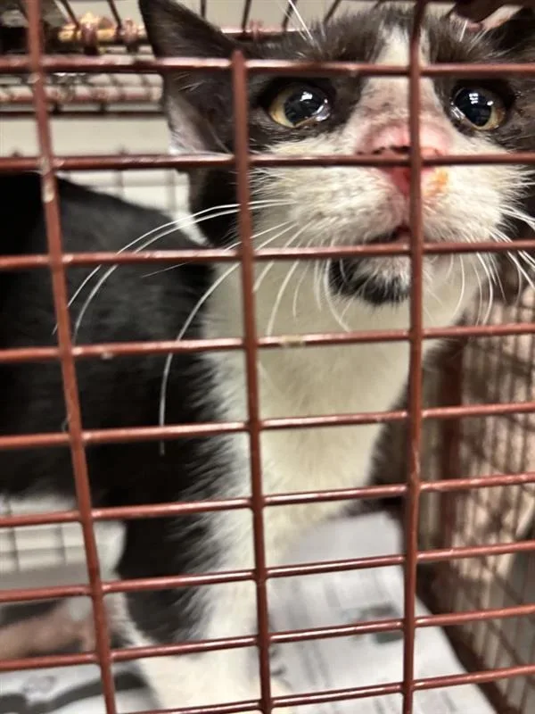 A baby small-sized male Domestic Short Hair cat named Munch for adoption in Austin, TX
