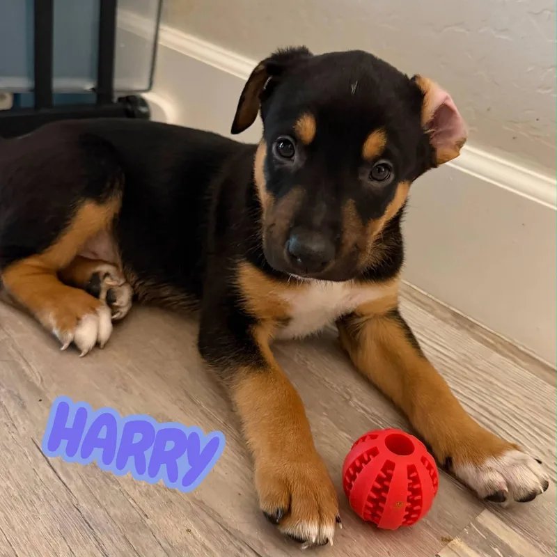 Harry