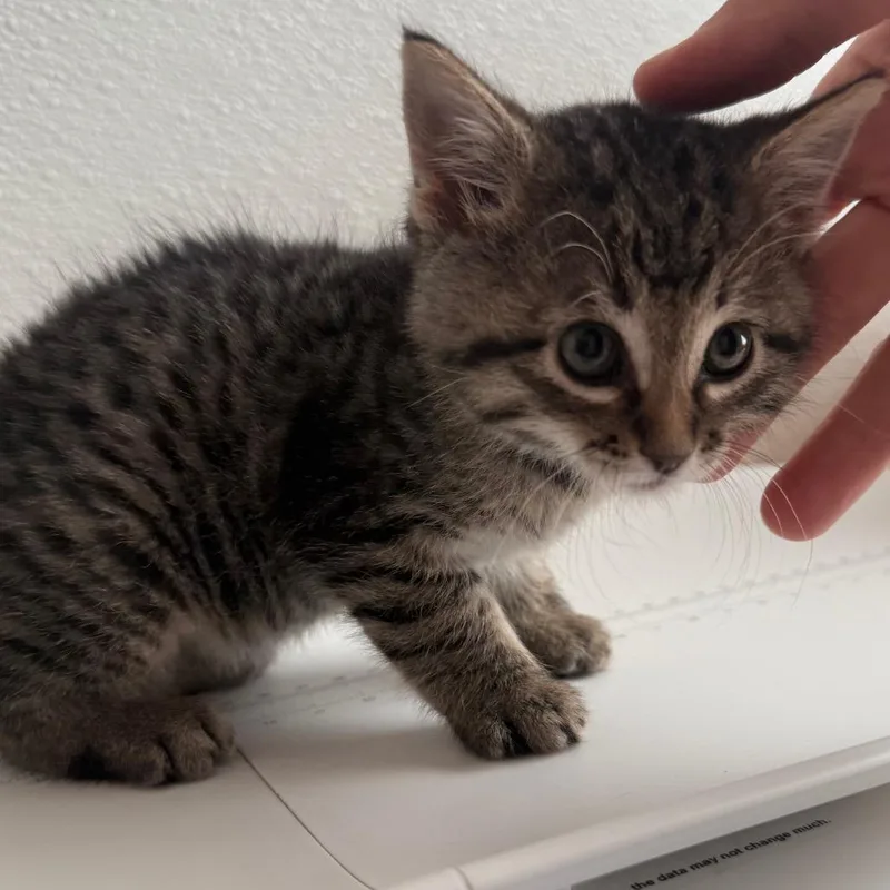 A baby small-sized male Gray / Blue / Silver Domestic Short Hair cat named Scooter for adoption in Cedaredge, CO