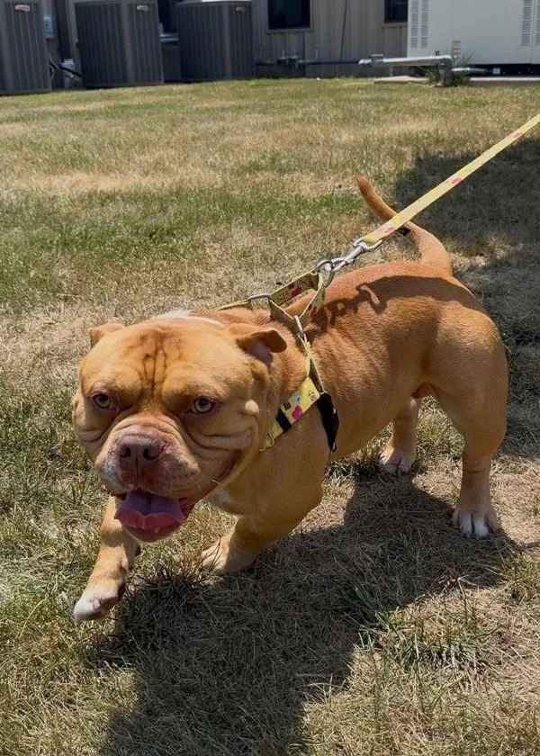 A young medium-sized male American Bully dog named Jerome for adoption in Skillman, NJ