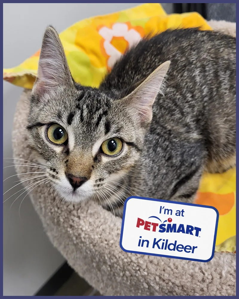 A baby medium-sized male Tabby (Brown / Chocolate) Domestic Short Hair cat named Emu for adoption in Grayslake, IL