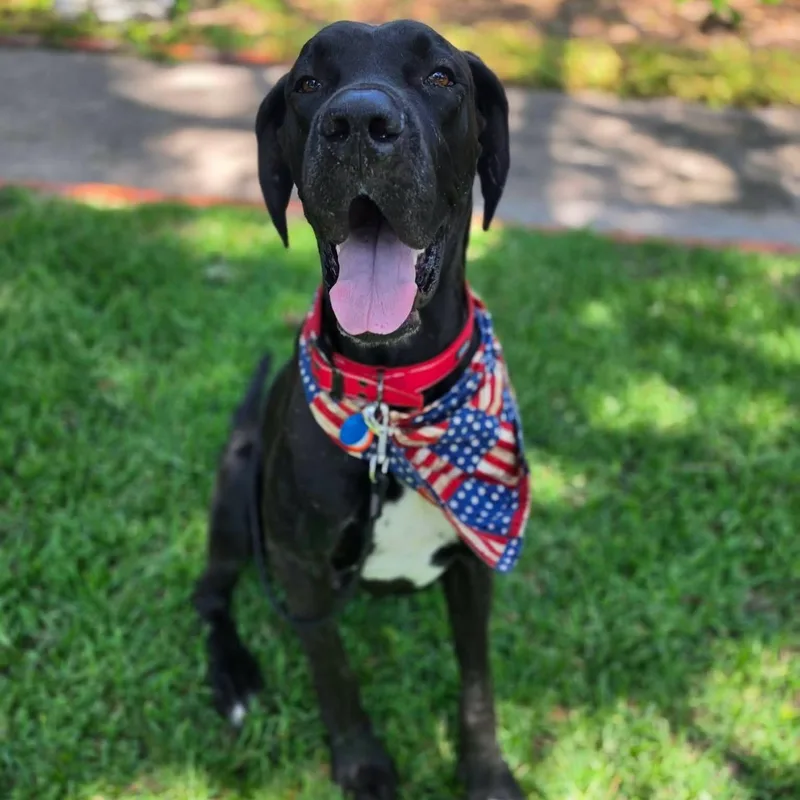 An adult extra large-sized male Black Great Dane dog named Red for adoption in Bullard, TX